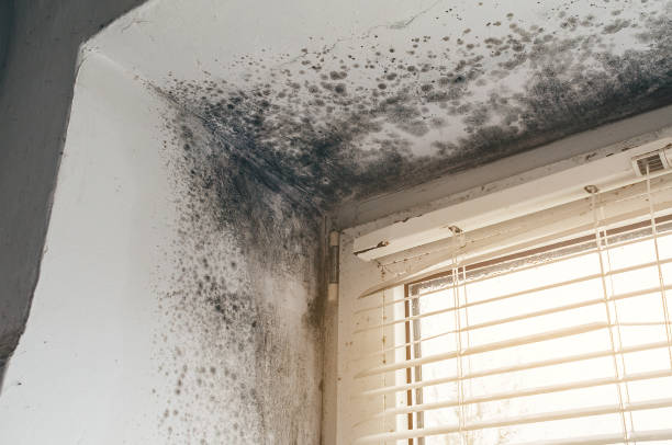 Affordable Mold Removal solutions in Gill, CO